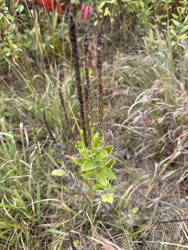 hoary vervain