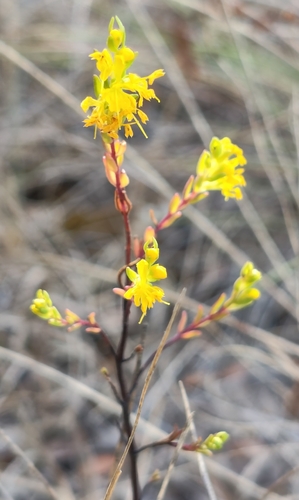 Yellow Odontites