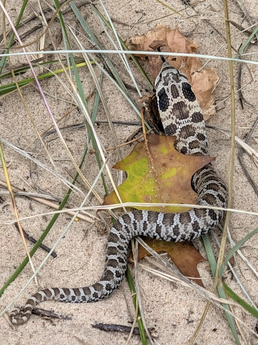 Eastern Hognose Snake