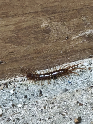 Brown Centipede