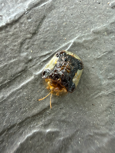 Clavate Tortoise Beetle