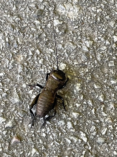 European Field Cricket
