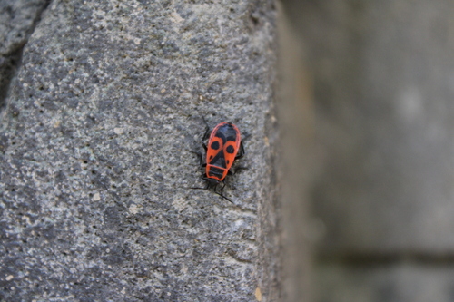 European Firebug