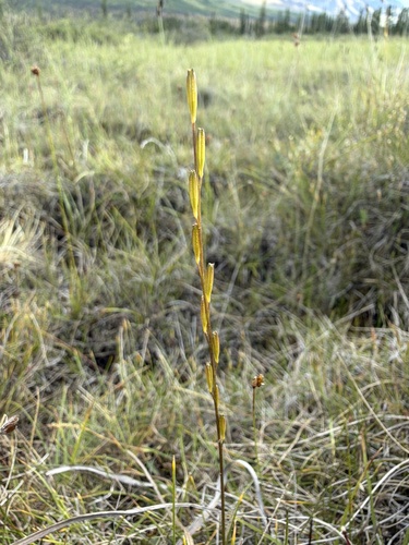 Triglochin palustris, photograph 5
