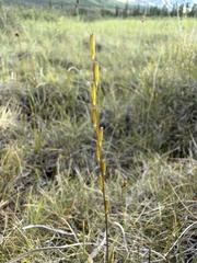 (c) Matt Berger, some rights reserved (CC BY) Triglochin palustris, photograph (c) Matt Berger, some rights reserved (CC BY)