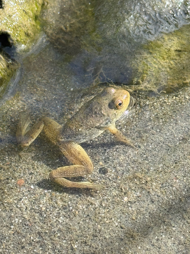 American Bullfrog