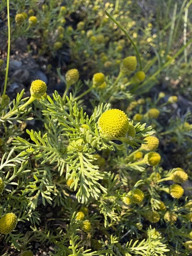 Matricaria discoidea, photograph 5