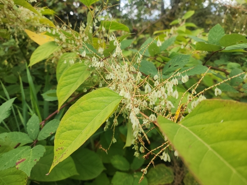 Japanese knotweed