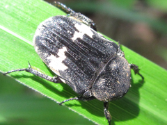 Glycyphana fulvistemma