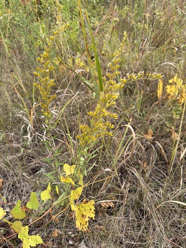 field goldenrod