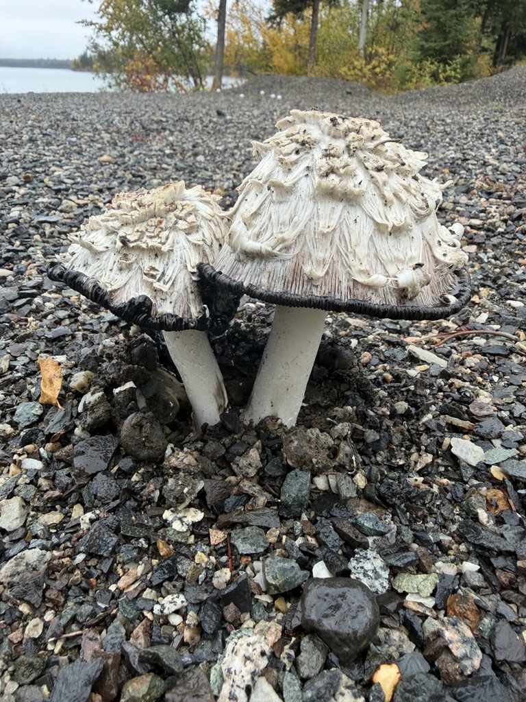 Shaggy Mane · September 2026 · photo: Photo: no rights reserved · iNaturalist