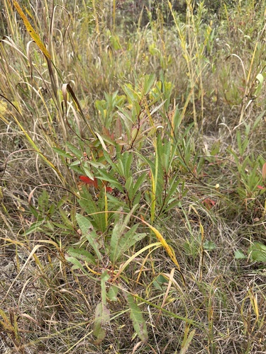 sand cherry