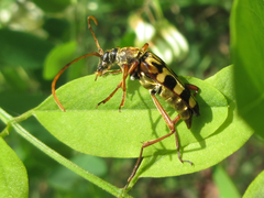 Leptura annularis