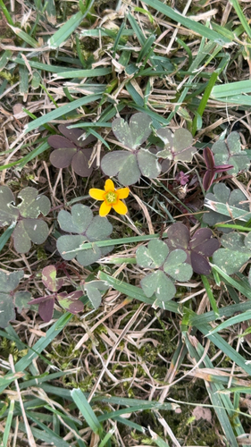 Creeping Woodsorrel
