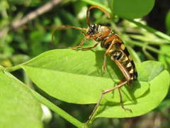 Leptura annularis