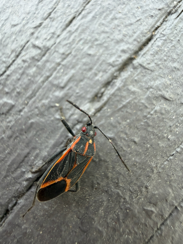 Eastern Boxelder Bug