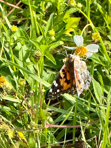 Painted Lady