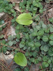 Maianthemum canadense, photograph (c) Nick Kleinschmidt, some rights reserved (CC BY)