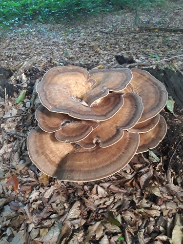 Giant Polypore