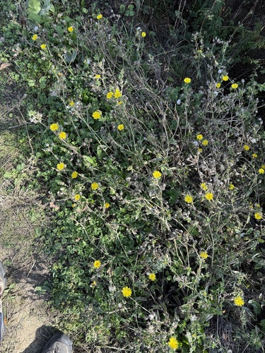 Helminthotheca echioides, photograph 5