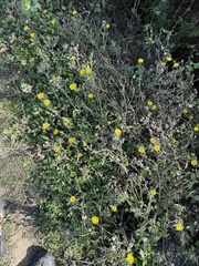 Helminthotheca echioides, photograph author not stated, no rights reserved