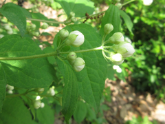 Philadelphus schrenkii