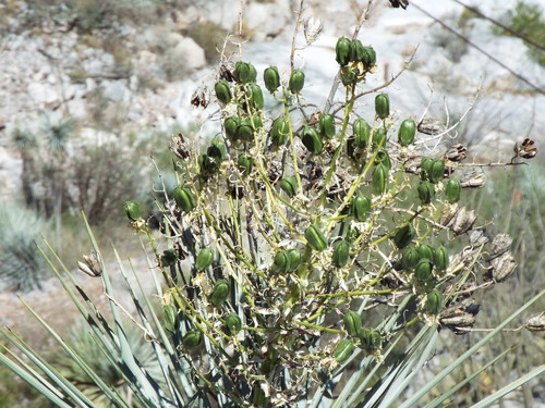 rigid blue yucca