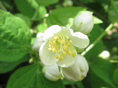 Philadelphus schrenkii