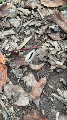 Hickory Tussock Moth