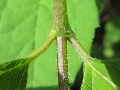 Philadelphus schrenkii