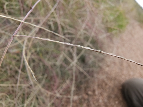 Muhlenbergia paniculata observed 2026-09-24