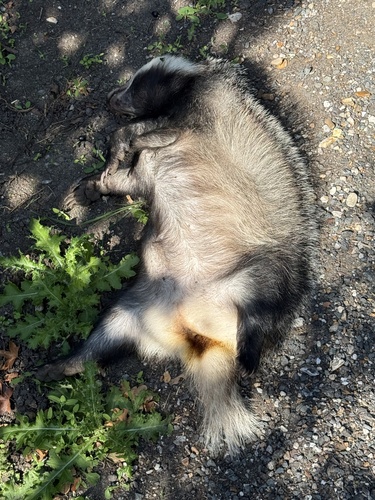 European Badger