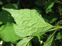 Philadelphus schrenkii