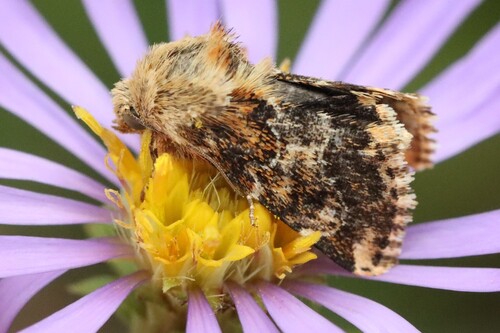 Northern Flower Moth