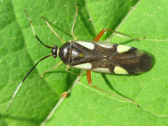 Loristes decoratus
