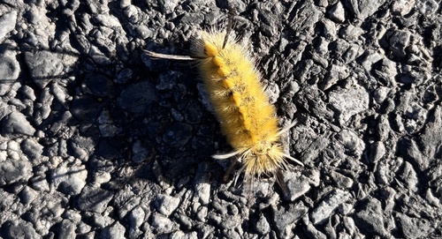 Banded Tussock Moth