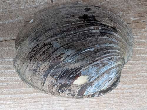 Three-ridge Mussel
