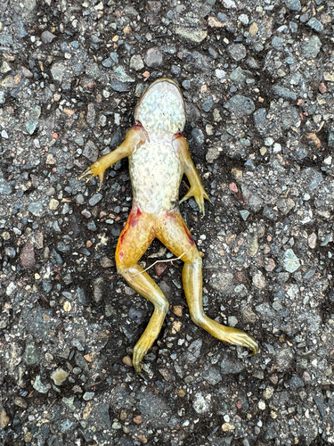American Bullfrog