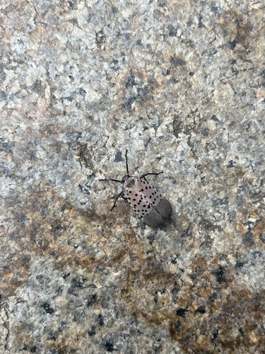 Spotted Lanternfly