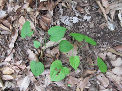 Dioscorea tokoro