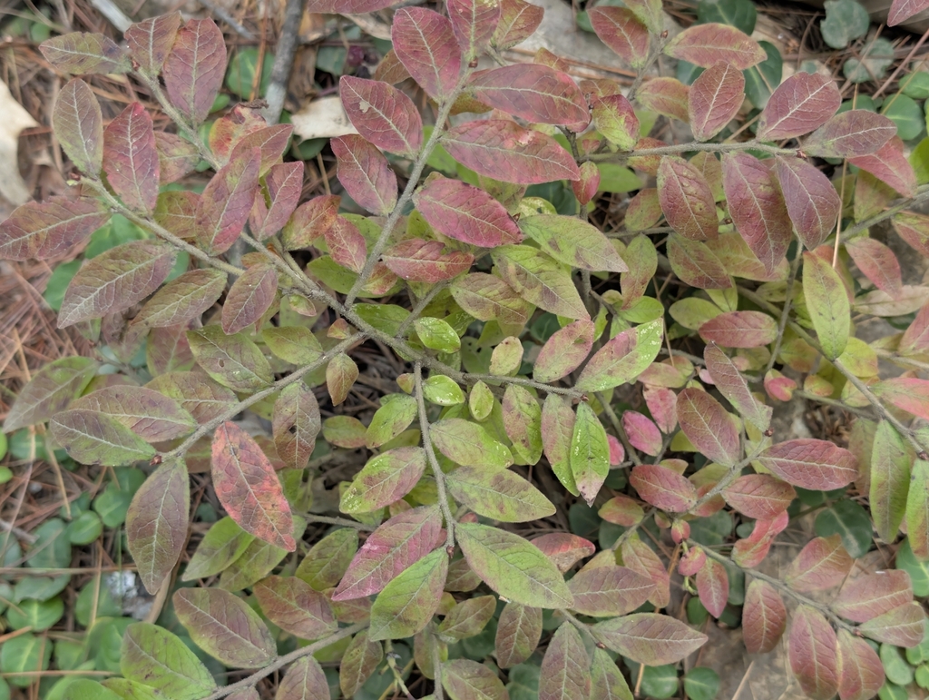 Vaccinium myrtilloides; photograph (c) Nick Kleinschmidt, some rights reserved (CC BY)