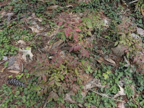 Vaccinium myrtilloides, photograph 2