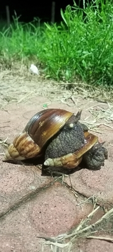 African Giant Snail