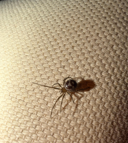 False Black Widow