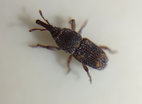 Sitophilus oryzae, 2026-09-25