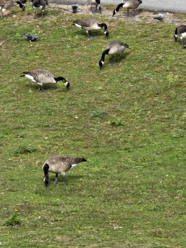 Canada Goose