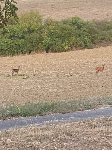Western Roe Deer