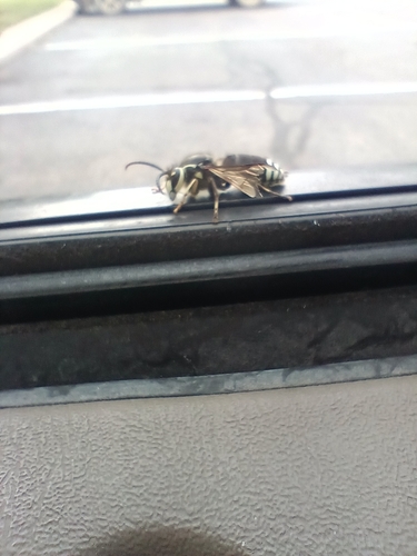 Bald-faced Hornet