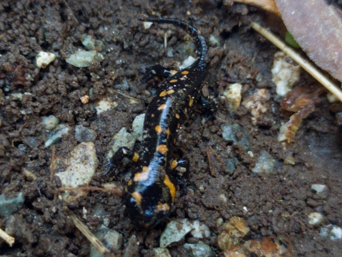 Corsican Fire Salamander, Haute-Corse, Corse, FR, photo 8 of 10