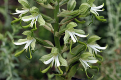 Bonatea speciosa
